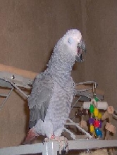 Rudy