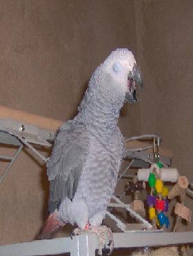 Rudy
