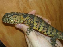 Chinese Crocodile Lizard (female)