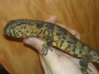 Chinese Crocodile Lizard (female)