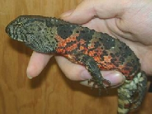 Chinese Crocodile Lizard (male)