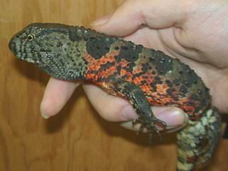 Chinese Crocodile Lizard (male)