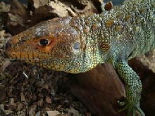 Guyana Caiman Lizard (Dracaena guianensis) 01