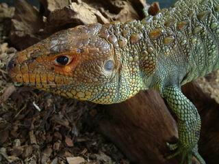 Guyana Caiman Lizard (Dracaena guianensis) 01