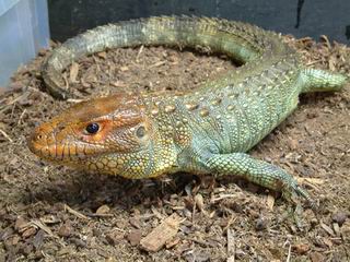Guyana Caiman Lizard (Dracaena guianensis) 02