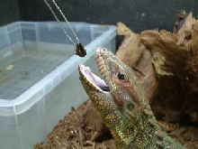Guyana Caiman Lizard (Dracaena guianensis) 03