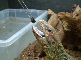 Guyana Caiman Lizard (Dracaena guianensis) 03
