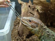 Guyana Caiman Lizard (Dracaena guianensis) 04