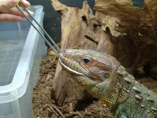 Guyana Caiman Lizard (Dracaena guianensis) 04