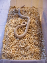 The snow rosy boa