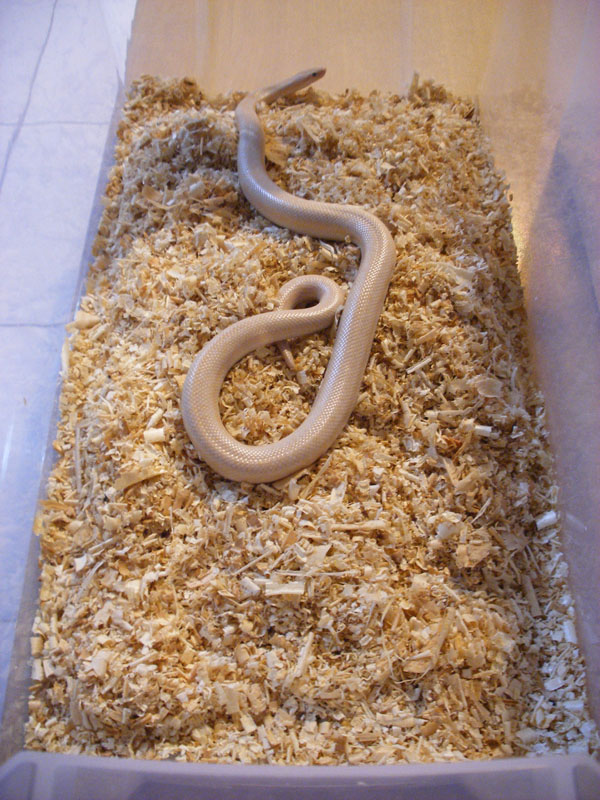 The snow rosy boa