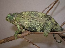 Jackson's chameleon (female)
