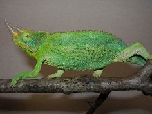 Jackson's chameleon (male)