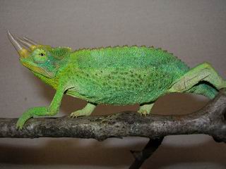 Jackson's chameleon (male)