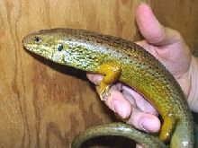 Major Skink 02