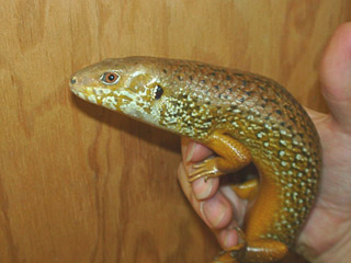 Major Skink 01