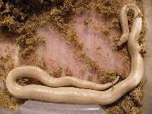 Snow Rosy Boa Female 24 May 2007