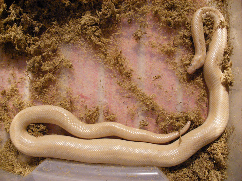 Snow Rosy Boa Female 24 May 2007