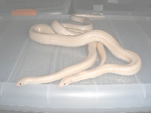 Snow Rosy Boa Pair(male2002_female2001) 03 Sep 2007