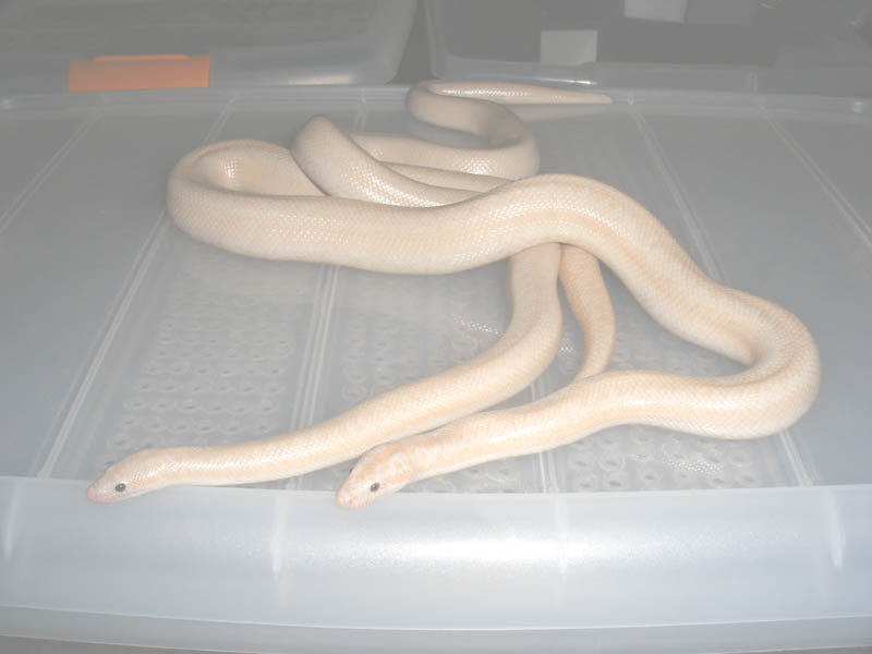 Snow Rosy Boa Pair(male2002_female2001) 03 Sep 2007