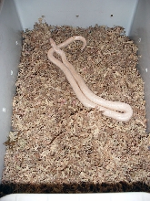 The snow rosy boa proven adult female 2001.