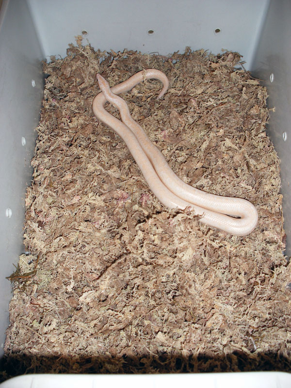 The snow rosy boa proven adult female 2001.
