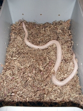 The snow rosy boa proven adult male 2002.