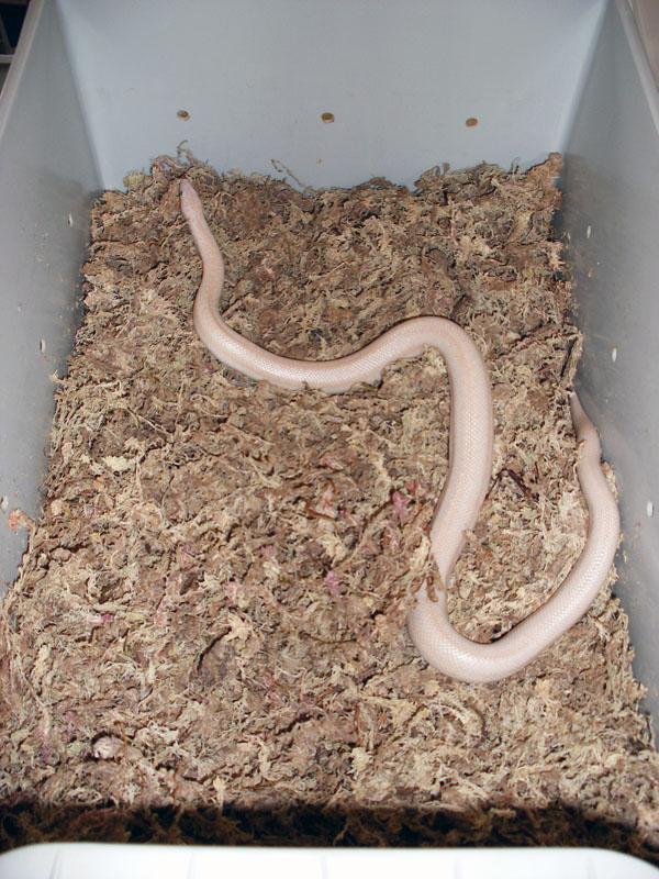The snow rosy boa proven adult male 2002.