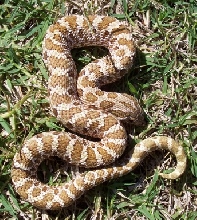 gold male