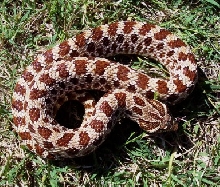 red male