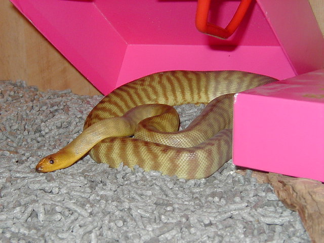 womafem