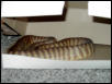 woma male