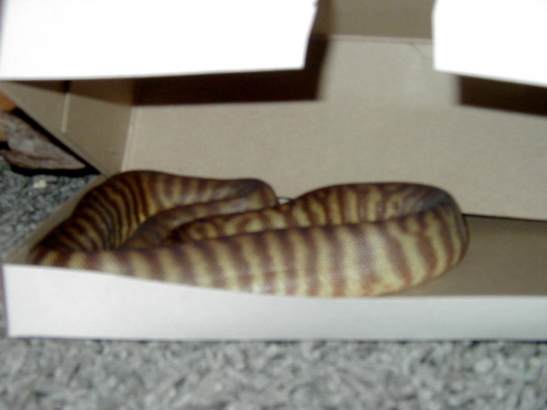 woma male