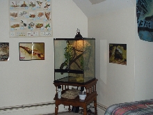 Crested Gecko Cage