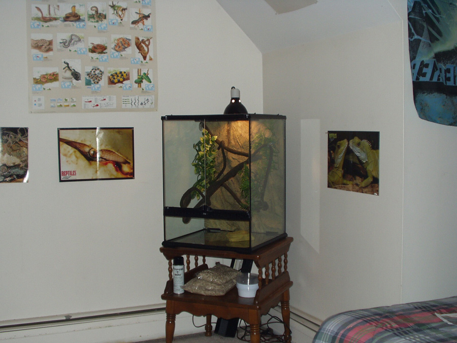 Crested Gecko Cage