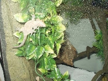 New Crested !