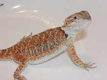 Ziggy in sink