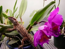 Ziggy and orchid