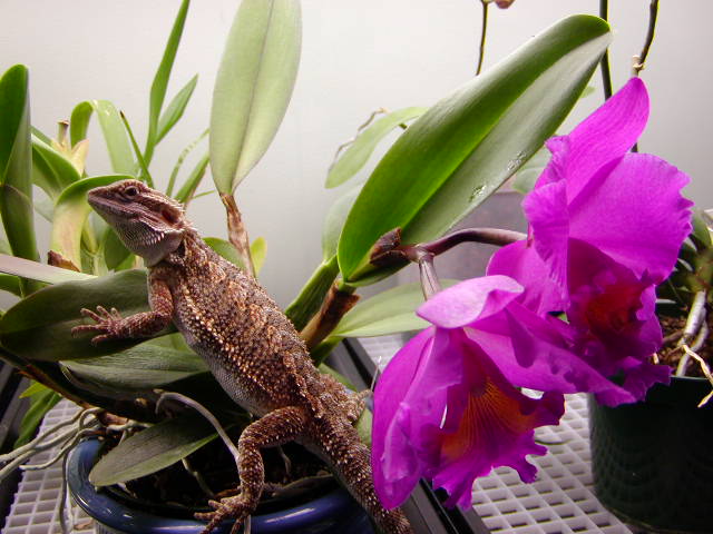 Ziggy and orchid