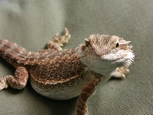 What a cutie!!!