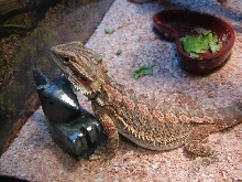 A new friend