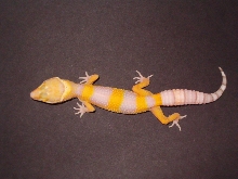 Bell Albino