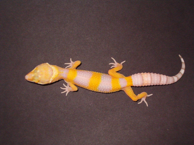 Bell Albino