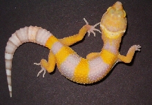 Bell Albino2