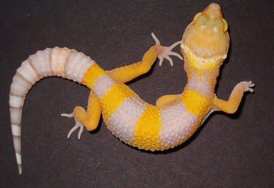 Bell Albino2