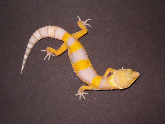 Bell Albino1
