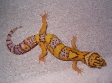 Bell Albino male