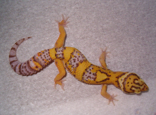 Bell Albino male
