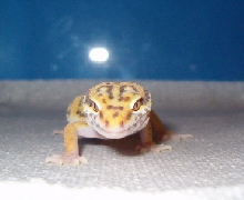 Bell Albino male