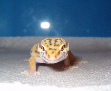 Bell Albino male